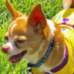 Meet your Posher, Roland